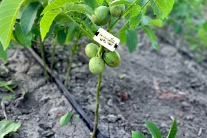g13